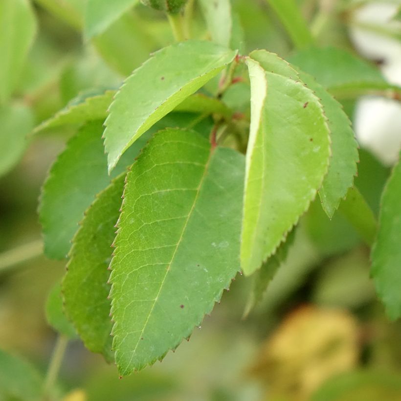 Rosa moschata La feuillerie - Moschus-Rose (Foliage)