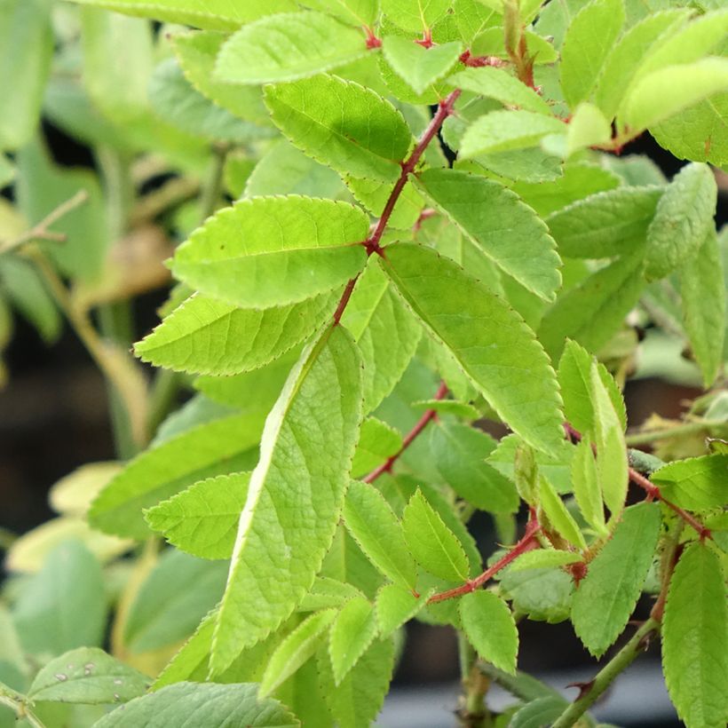 Rosa moschata Magie d'orient - Moschus-Rose (Foliage)