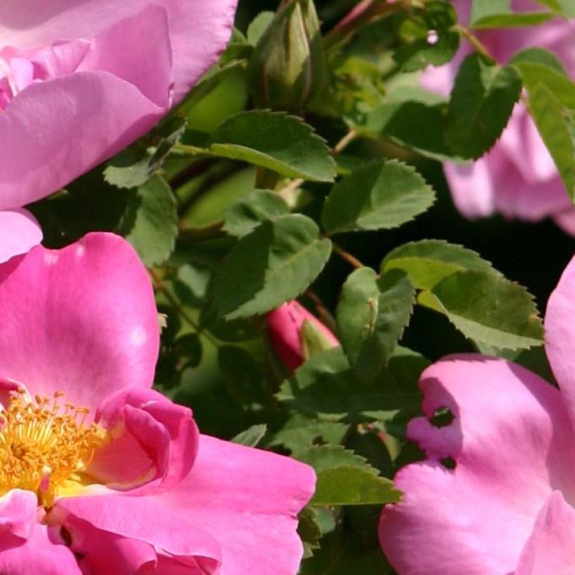 Rosa moyesii Marguerite Hilling - Historische Rose (Foliage)