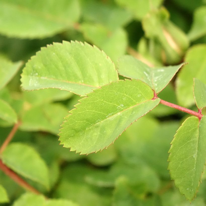 Rosa Nevada - Polyantha-Rose (Laub)