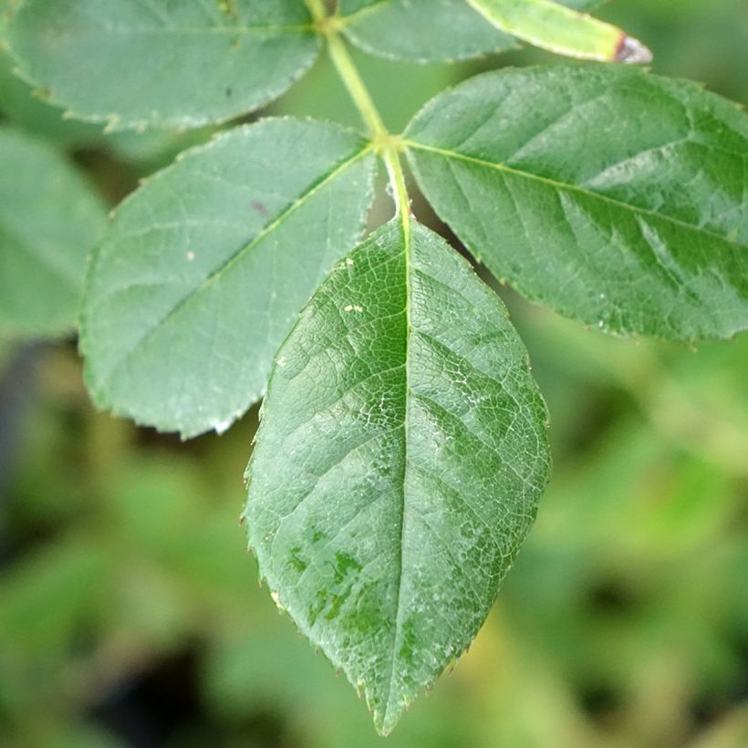 Rosa moschata Omi Oswald - Moschus-Rose (Foliage)