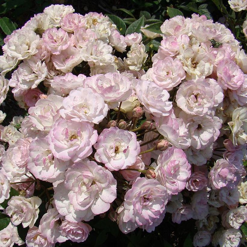 Rosa moschata Petite de Terre Franche - Moschus-Rose (Flowering)