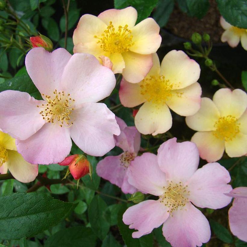 Rosa Plaisanterie - Polyantha-Rose (Flowering)