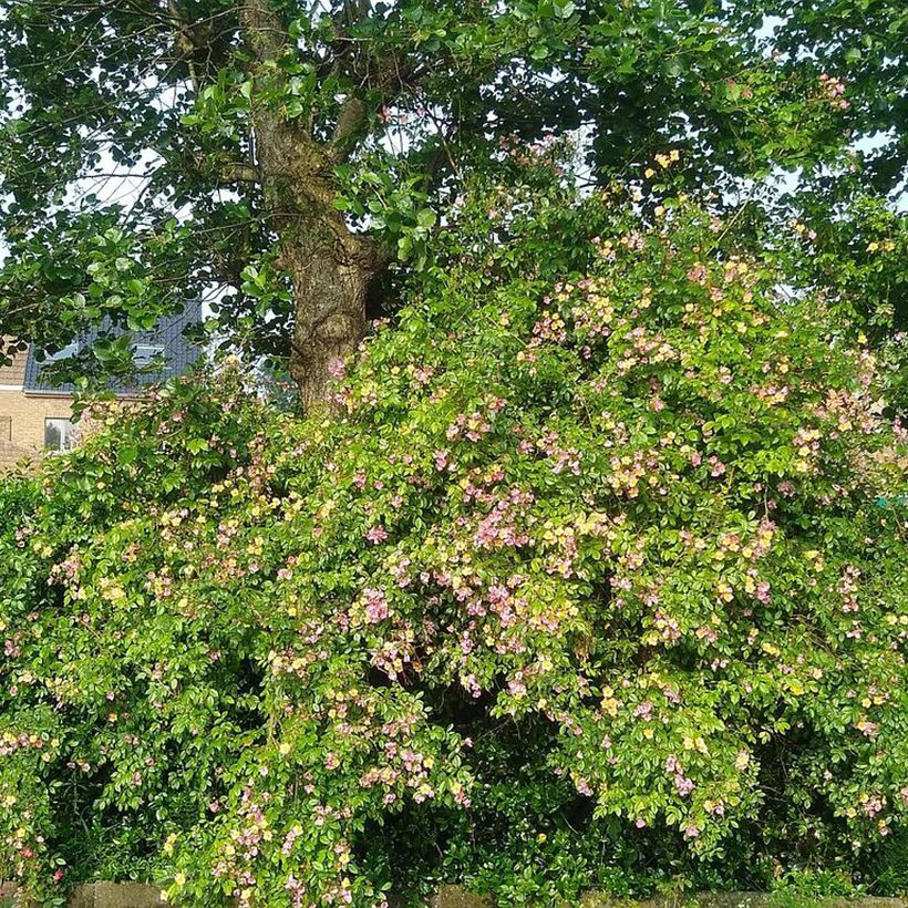 Rosa Plaisanterie - Polyantha-Rose (Plant habit)