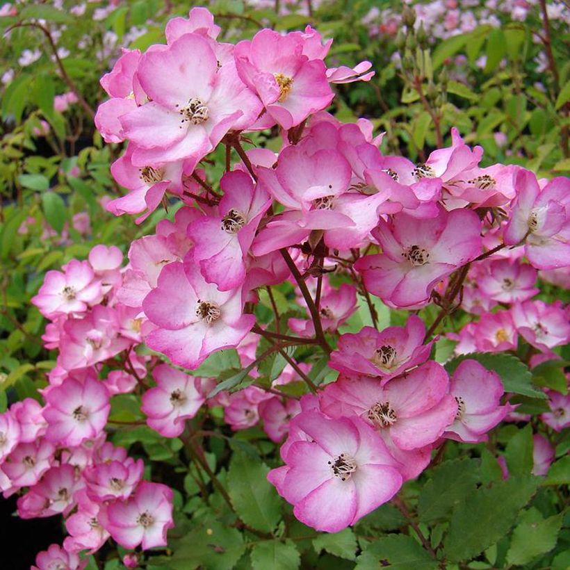 Rosa moschata Puccini - Moschus-Rose (Flowering)