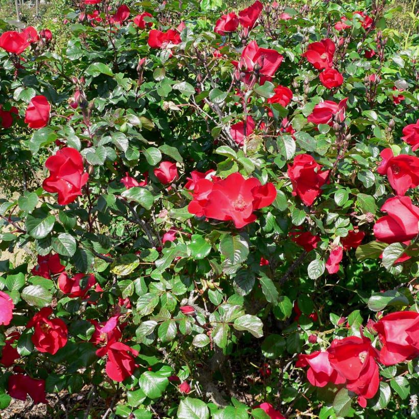 Rosa rugosa Robusta - Apfelrose (Flowering)