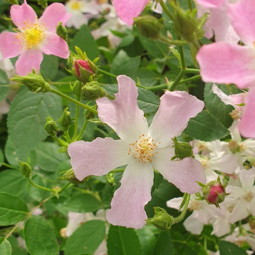 Rosa Rosy Boom Dynamic Hip Hop - Polyantha-Rose (Flowering)