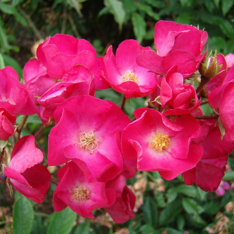 Rosa moschata Vif Eclat - Moschus-Rose (Flowering)