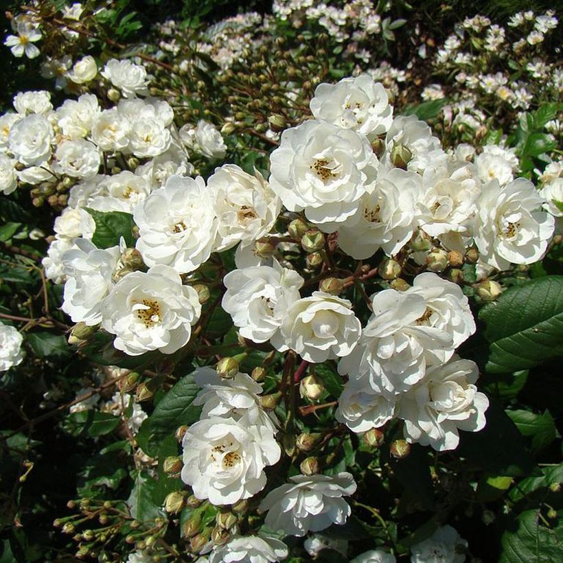 Rosa moschata Waterloo - Moschus-Rose (Flowering)