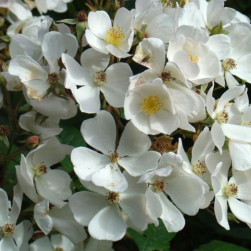 Rosa moschata White Magic - Moschus-Rose (Flowering)