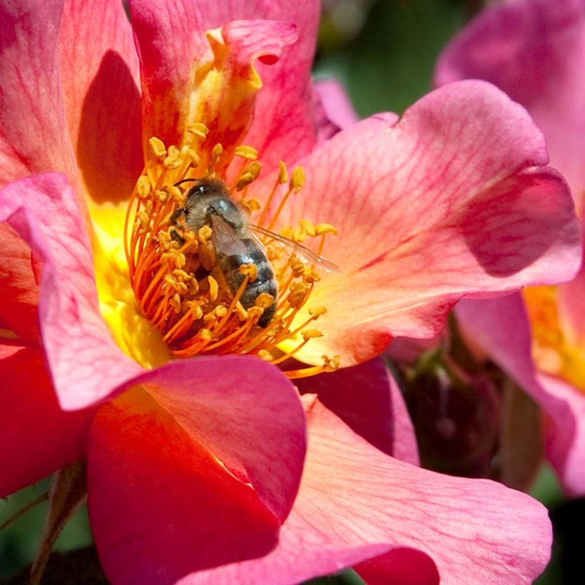 Rosa Pretty Sunrise (Yann Arthus-Bertrand) - Moderne Hybrid-Rose (Flowering)