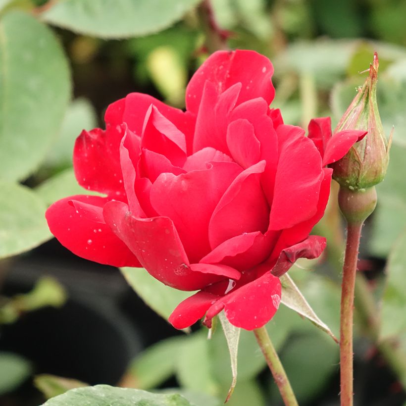 Rosa Grand Hotel - Polyantha-Rose (Flowering)