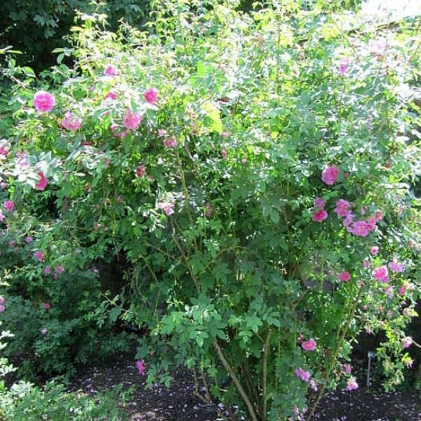 Rosa californica Plena - Kalifornische Hecken-Rose (Plant habit)