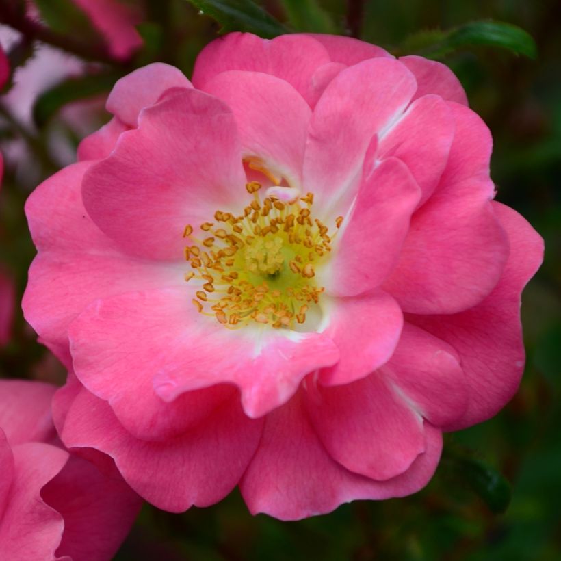 Rosa californica Plena - Kalifornische Hecken-Rose (Flowering)