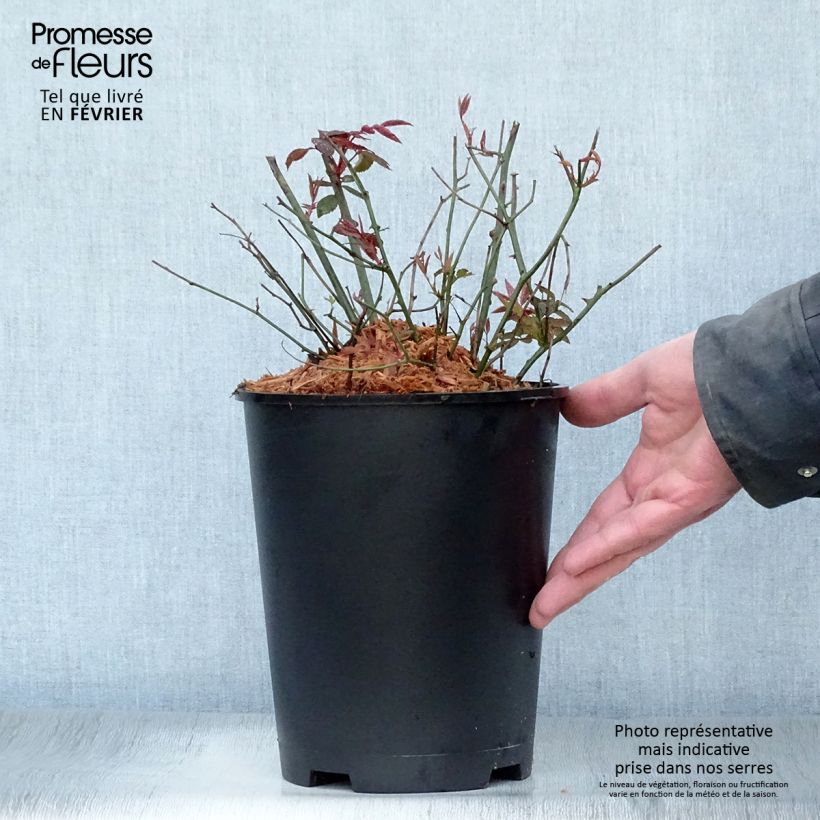 Exemplar von Rosa chinensis Mutabilis - Bodendecker-Rose Topf mit 4L/5L wie im Winter geliefert