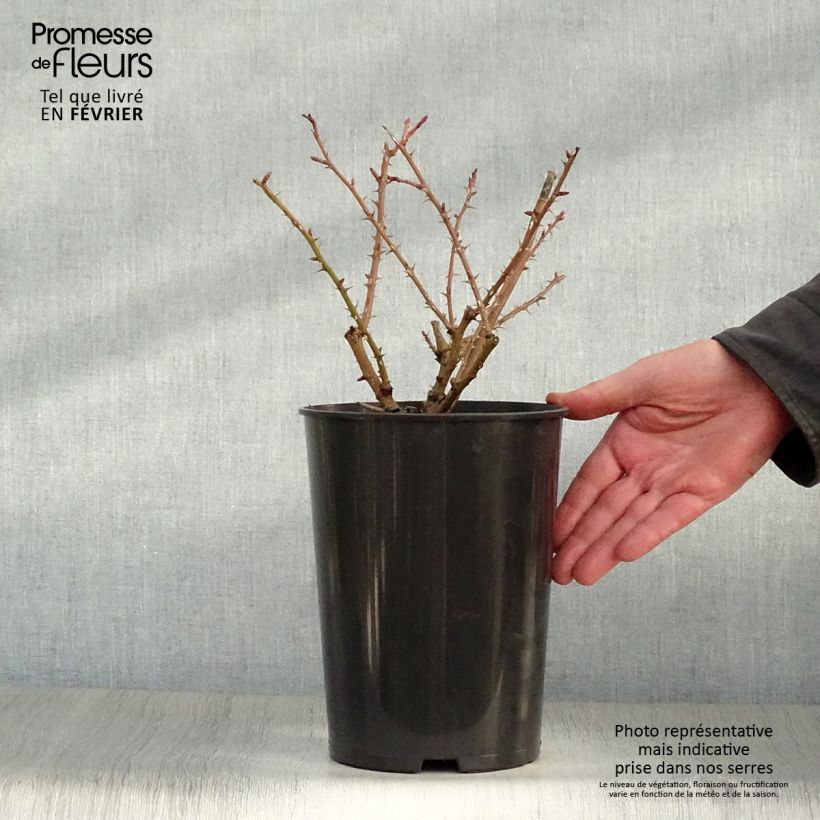 Exemplar von Rosa moyesii Geranium - Mandarin-Rose Topf mit 3L/4L wie im Winter geliefert