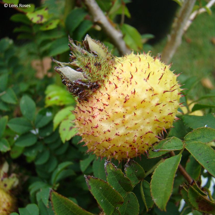 Rosa roxburghii Lampion - Kastanien-Rose (Harvest)