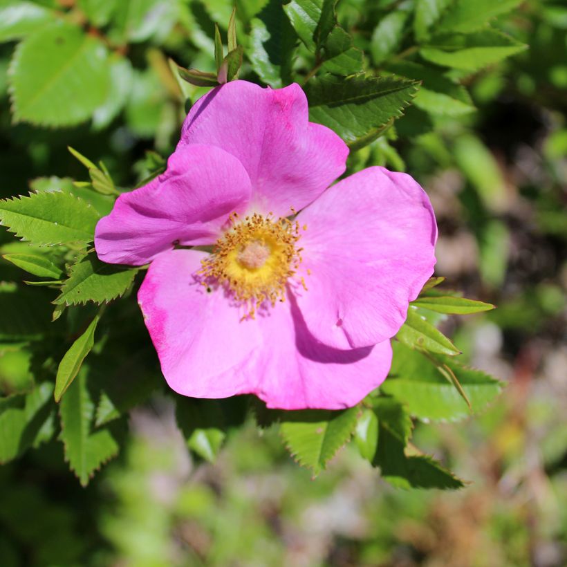 Rosa virginiana - Virginianische Rose (Blüte)