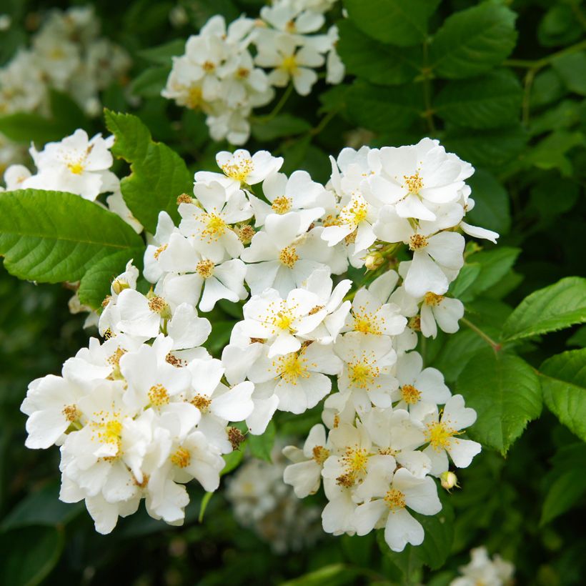 Rosa multiflora - Vielblütige Rose (Blüte)
