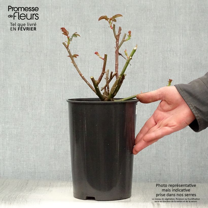 Exemplar von Rosa Rosier buisson Eisvogel - Polyantha-Rose Topf mit 4L/5L wie im Winter geliefert