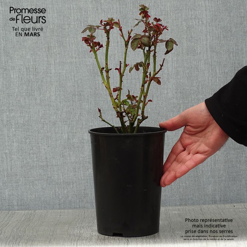 Exemplar von Rosa Kaffe Fassett - Beetrose Topf mit 2L/3L wie im Winter geliefert