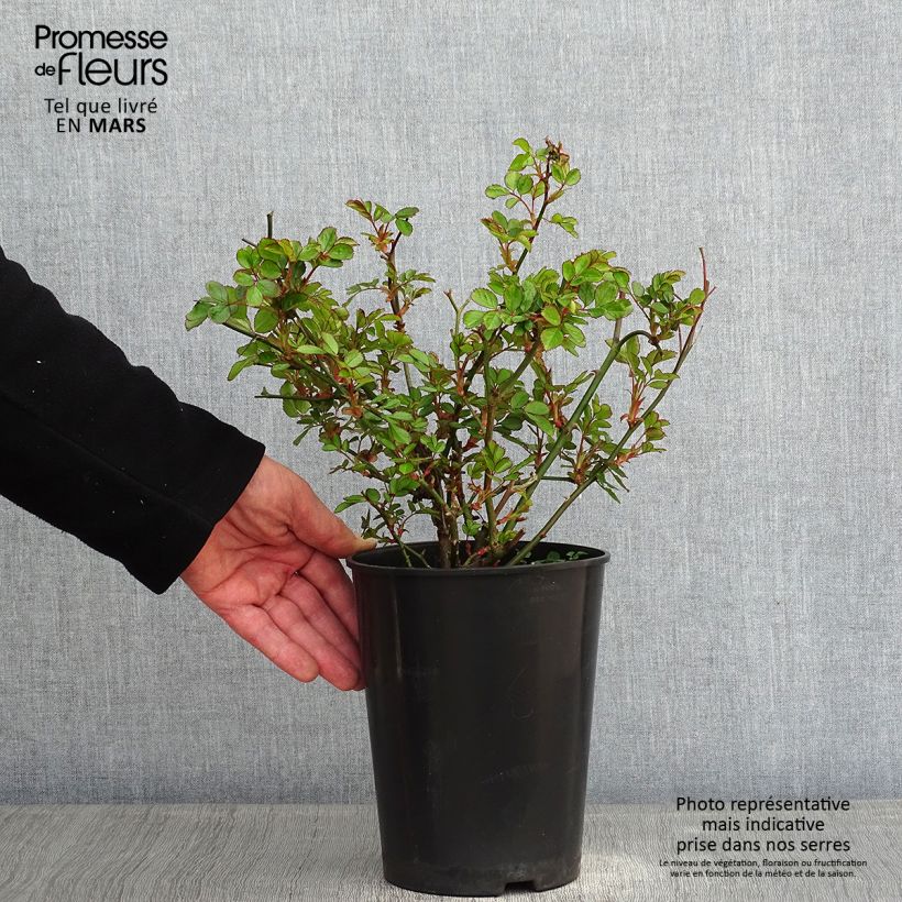 Exemplar von Rosa Rigo Rosen Amica - Bodendecker-Rose Topf mit 3L/4L wie im Winter geliefert