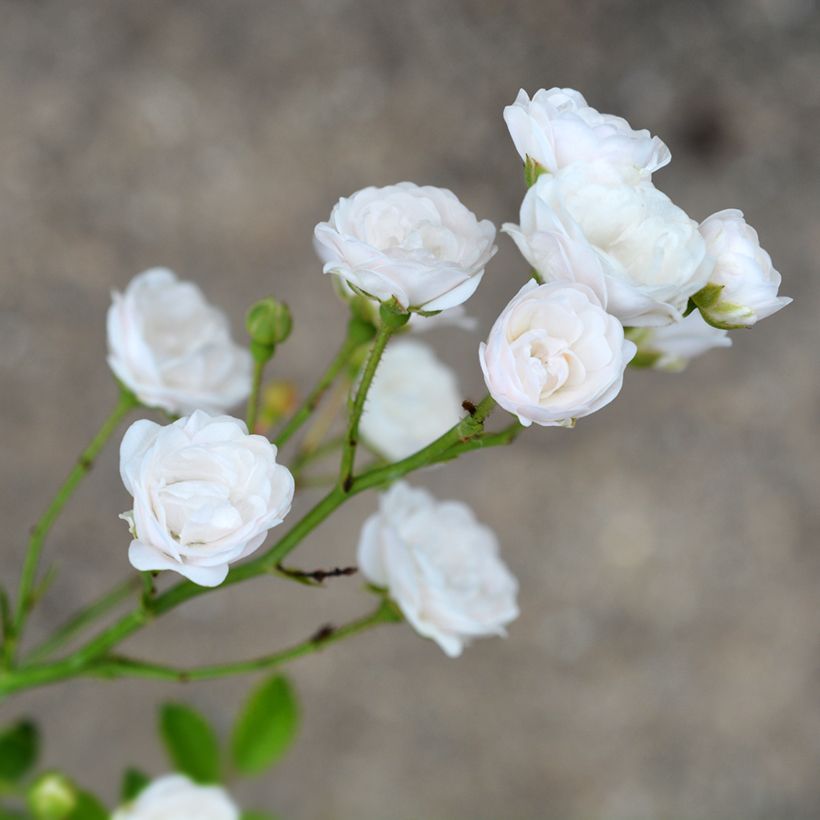 Bodendecker-Rose Crystal Fairy (Flowering)