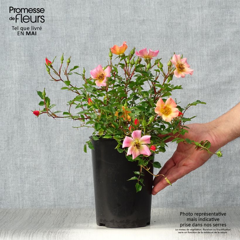 Exemplar von Rosa Happy Chappy - Bodendecker-Rose Topf mit 3L/4L wie im Frühjahr geliefert