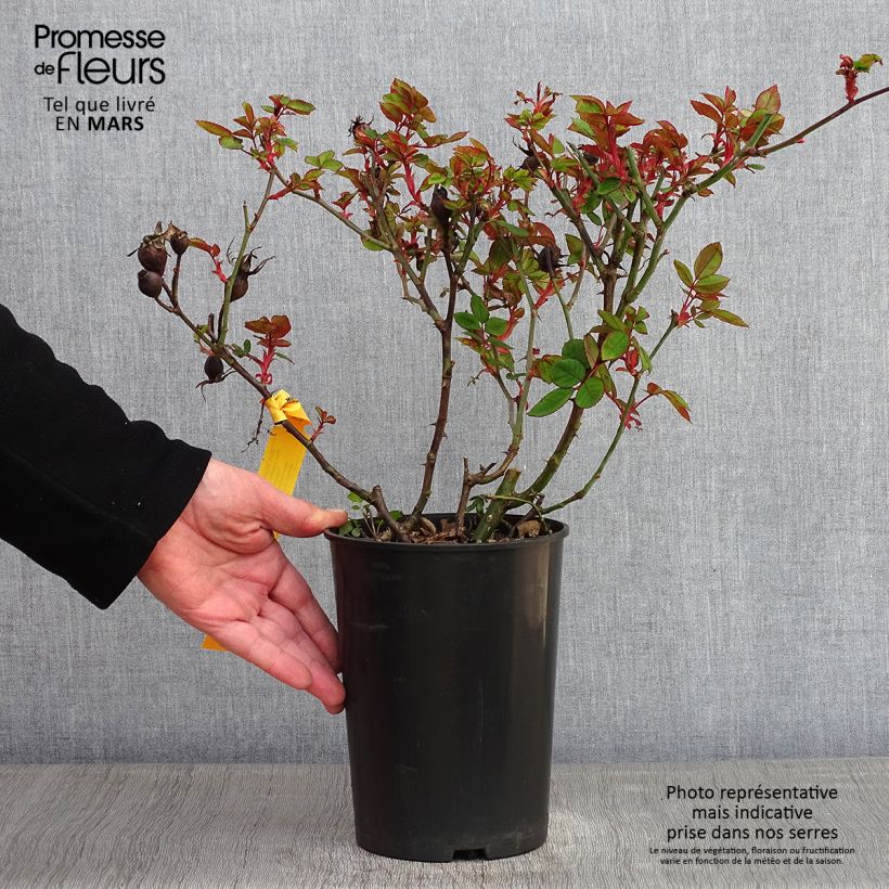 Exemplar von Rosa Knock Out Radrazz - Bodendecker-Rose Topf mit 4L/5L wie im Winter geliefert