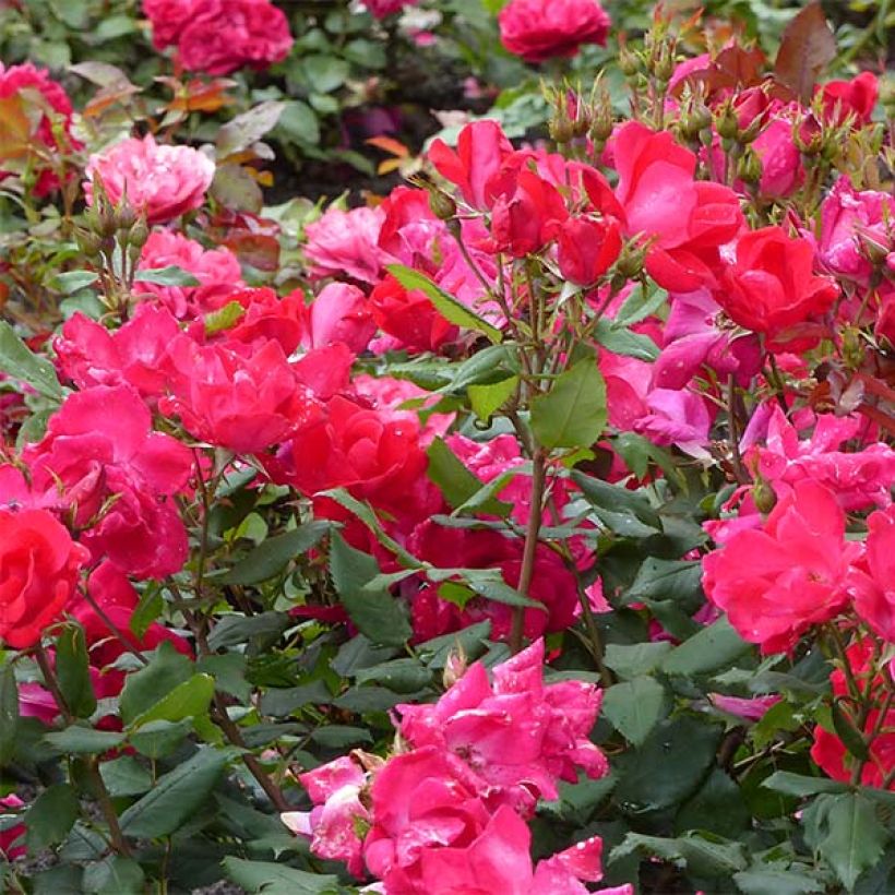Rosa Knock Out Radrazz - Bodendecker-Rose (Flowering)