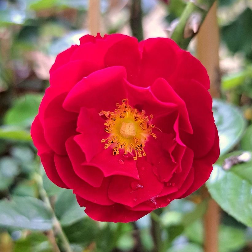 Rosa Mainaufeuer - Bodendecker-Rose (Blüte)