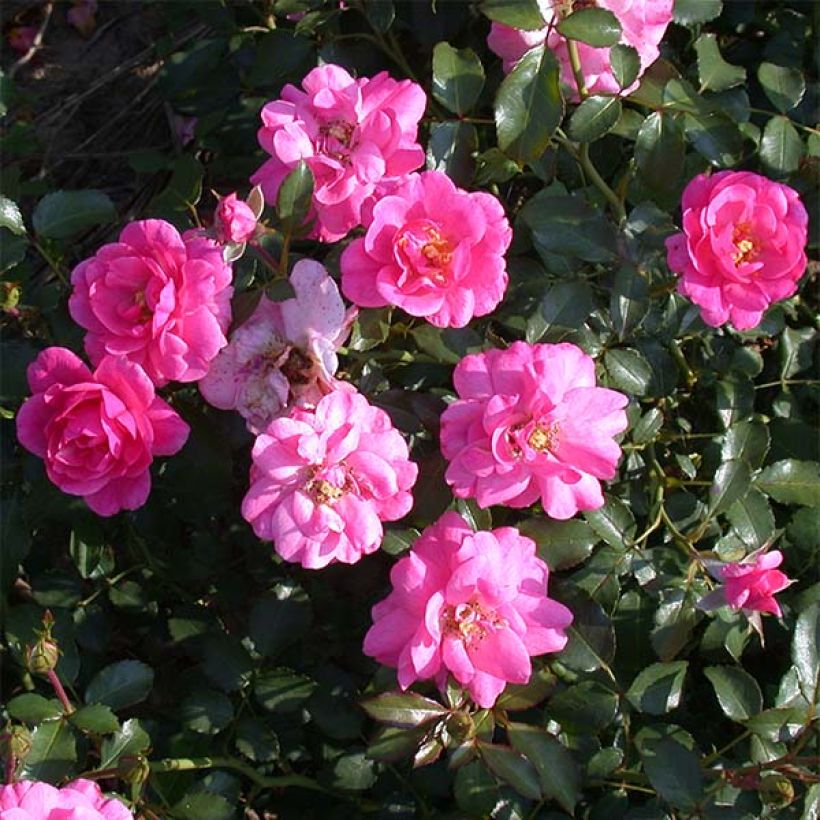 Rosa Mirato - Bodendecker-Rose (Flowering)