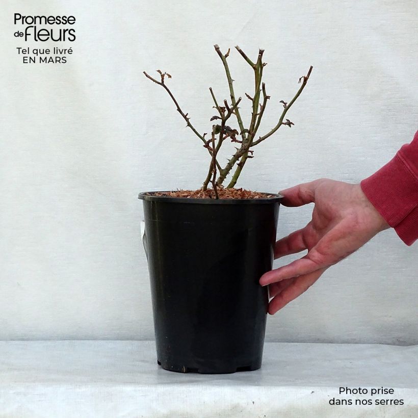Example of Rosa Mirato - Bodendecker-Rose Topf mit 2L/3L as you get in hiver