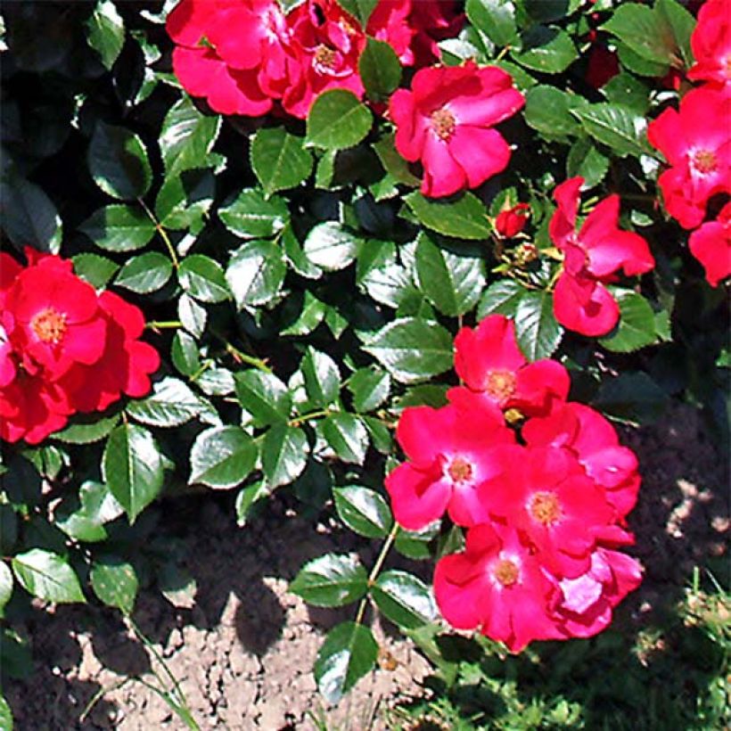Rosa Pink Flash Trakeeplac - Bodendecker-Rose (Foliage)