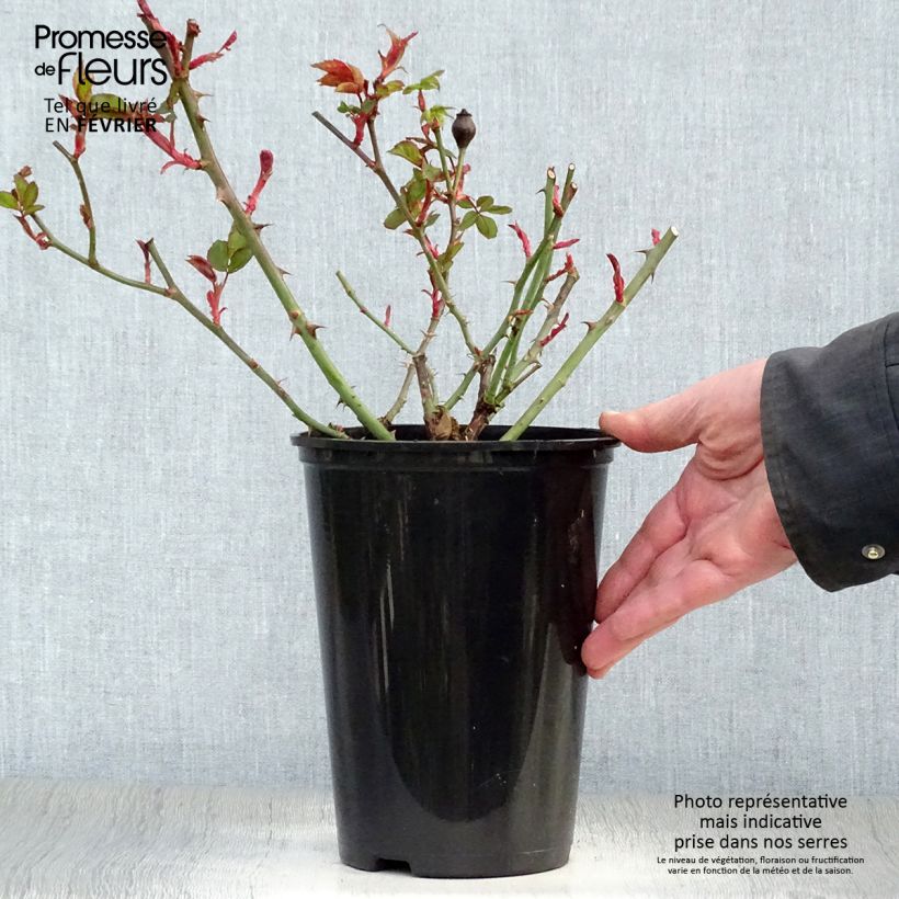 Exemplar von Rosier couvre-sol Pink Knock Out (Rodin) Pot de 3L/4L wie im Winter geliefert