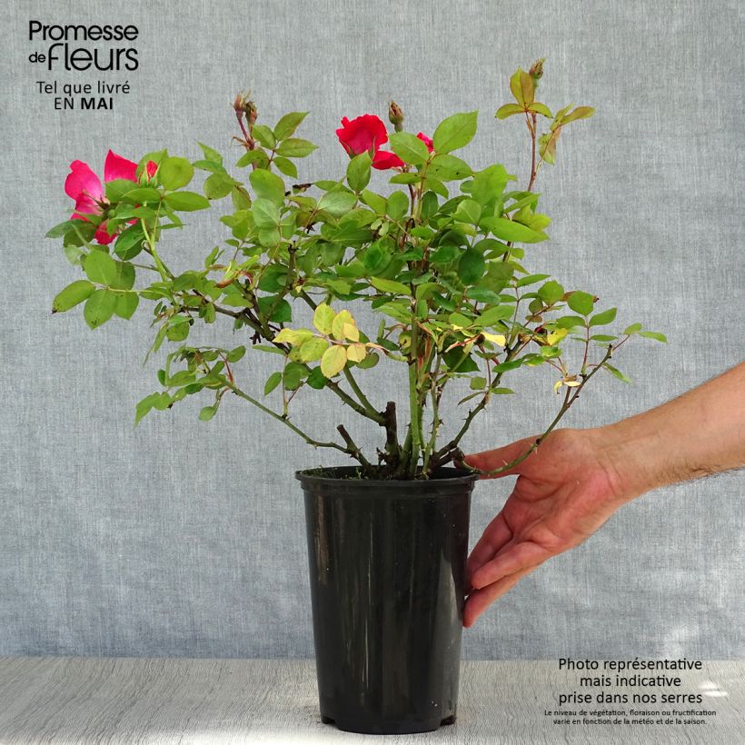 Exemplar von Rosier couvre-sol Pink Knock Out (Rodin) Pot de 3L/4L wie im Frühjahr geliefert