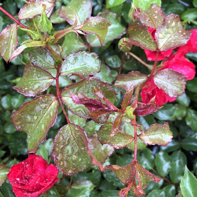 Rosa Rigo Rotilia - Bodendecker-Rose (Foliage)