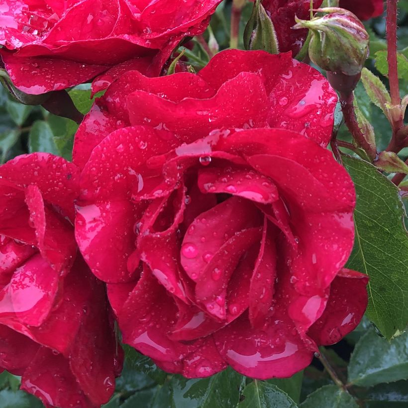 Rosa Rigo Rotilia - Bodendecker-Rose (Flowering)