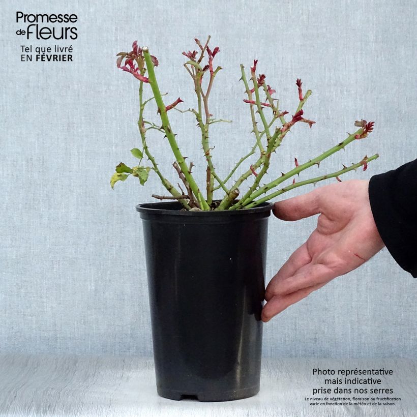 Exemplar von Rosa Rigo Rotilia - Bodendecker-Rose Topf mit 2L/3L wie im Winter geliefert