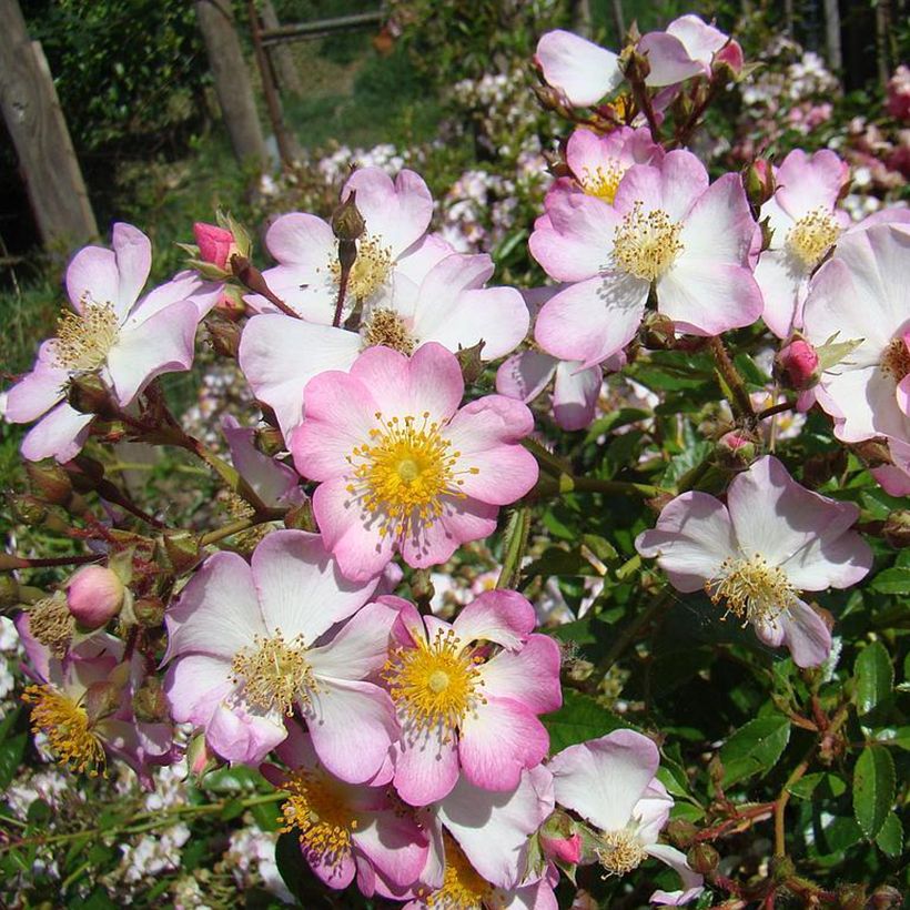 Rosa Robe Fleurie - Bodendecker-Rose (Flowering)