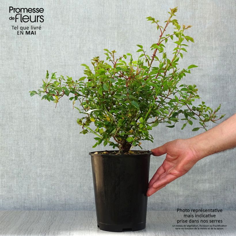 Example of Rosa Rouge Cascade - Bodendecker-Rose Topf mit 2L/3L as you get in printemps