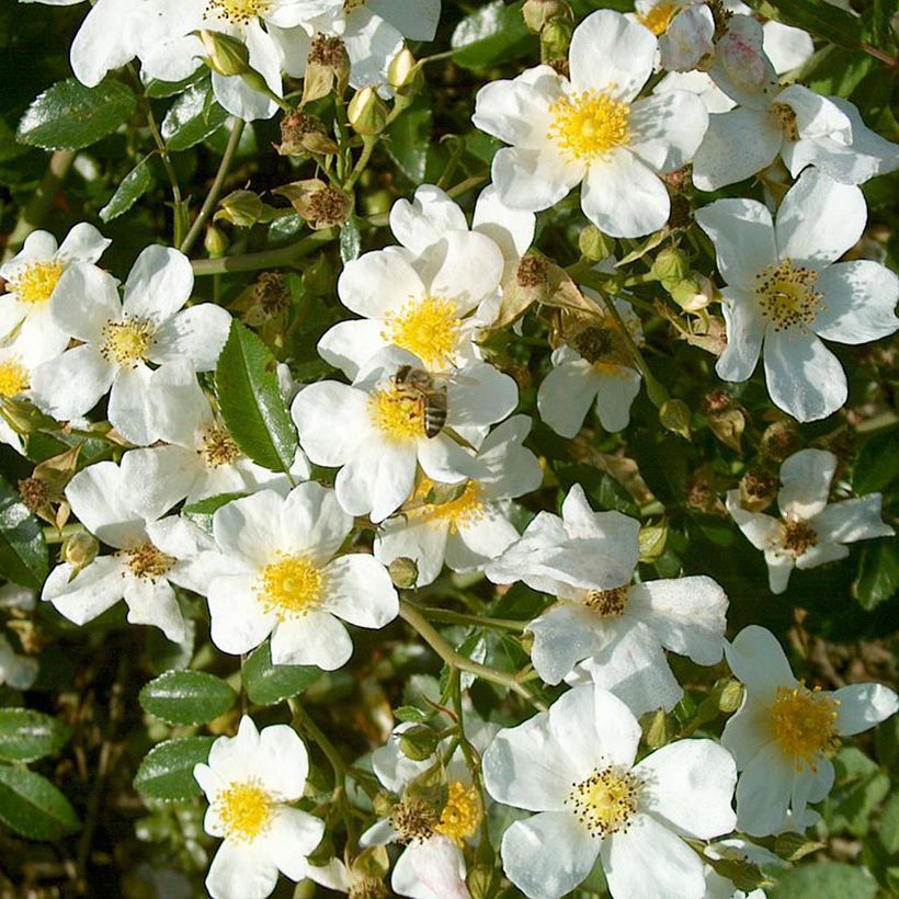 Rosa Snow Star - Bodendecker-Rose (Flowering)