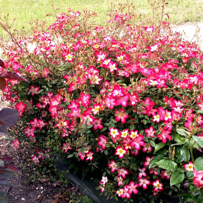 Rosa Star Profusion - Bodendecker-Rose (Plant habit)