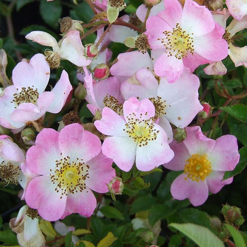 Rosa Tapis Volant - Bodendecker-Rose (Flowering)
