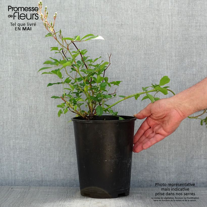 Exemplar von Rosa Tapis Volant - Bodendecker-Rose Topf mit 4L/5L wie im Frühjahr geliefert