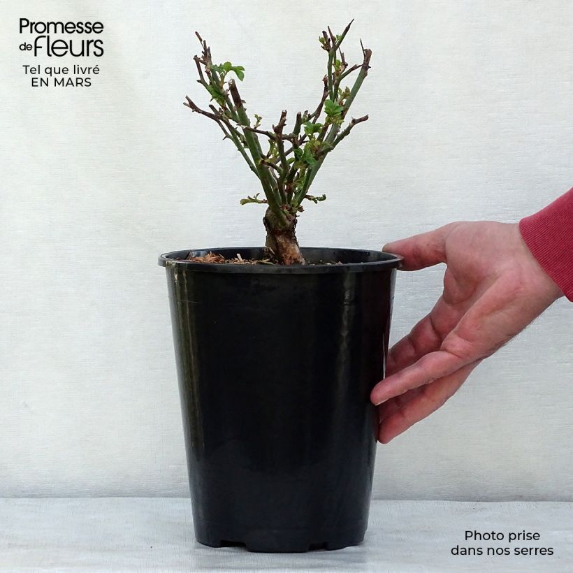 Exemplar von Rosa The Fairy - Bodendecker-Rose Topf mit 4L/5L wie im Frühjahr geliefert