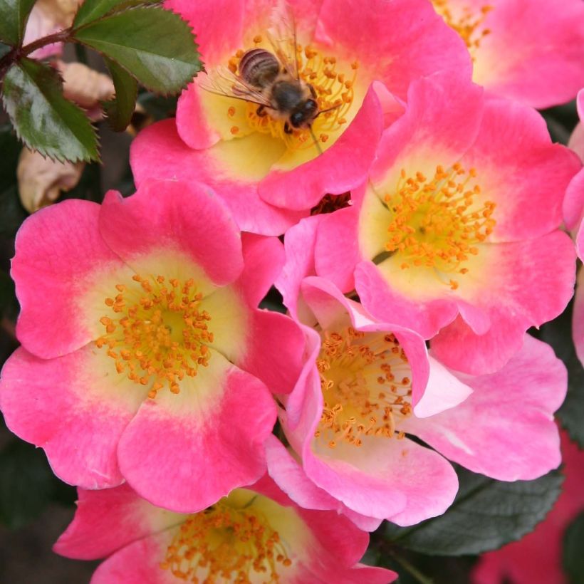 Rosa Topolina - Bodendecker-Rose (Flowering)