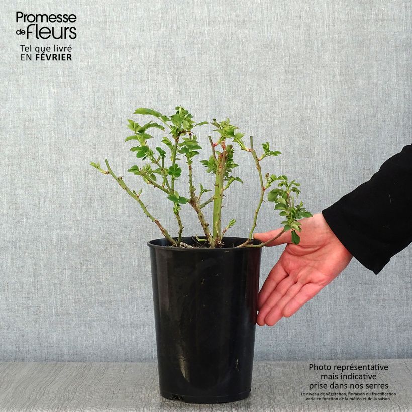 Exemplar von Rosa Weg der Sinne - Bodendecker-Rose Topf mit 2L/3L wie im Winter geliefert