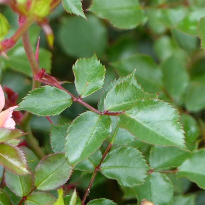 Rosa Happy Chappy - Bodendecker-Rose (Foliage)