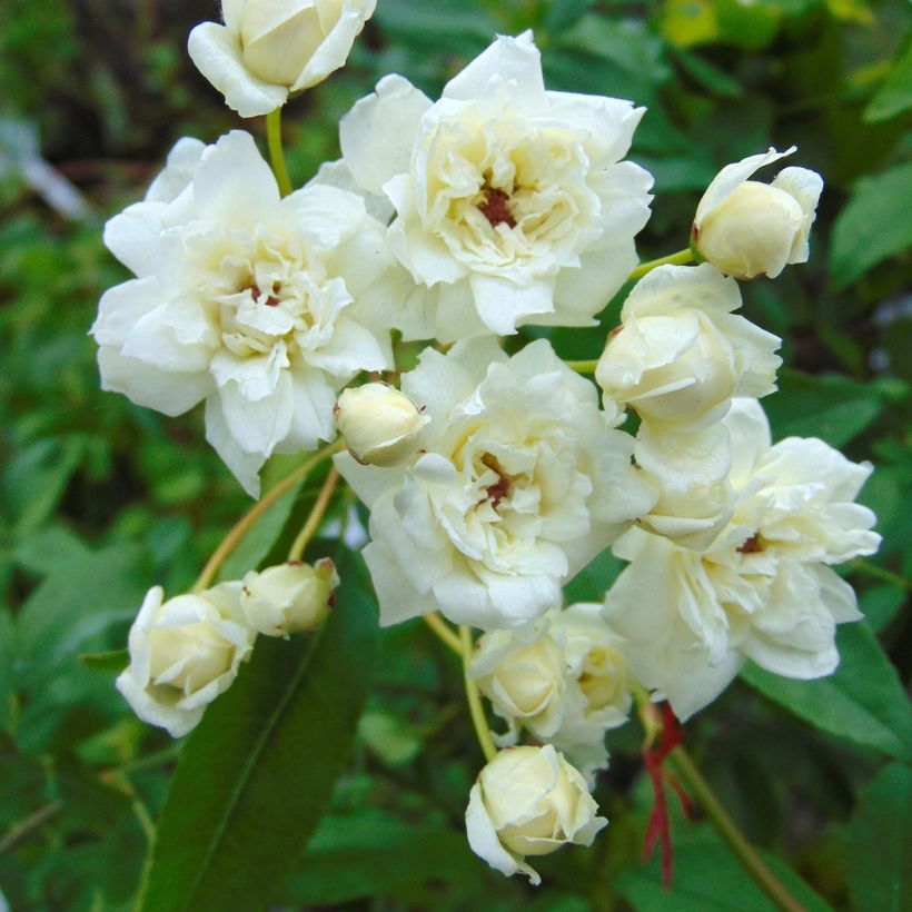 Rosa banksiae var. banksiae Alba Plena - Meran-Rose (Flowering)